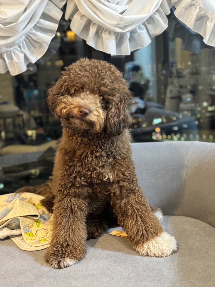 チューイの写真