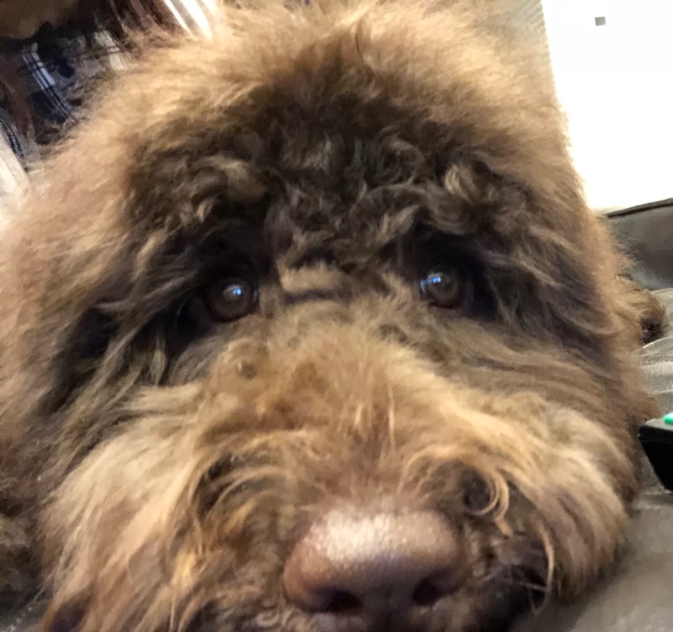 定春の子犬の頃