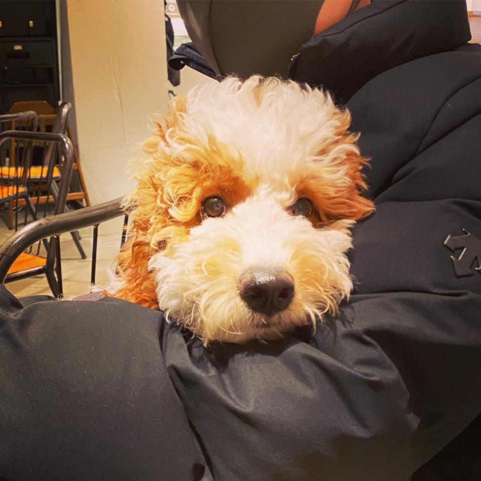 Thauvinの子犬の頃