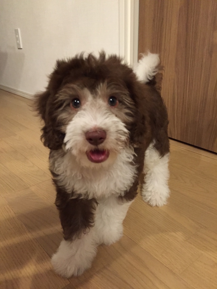 lotti(ロッティ)の子犬の頃