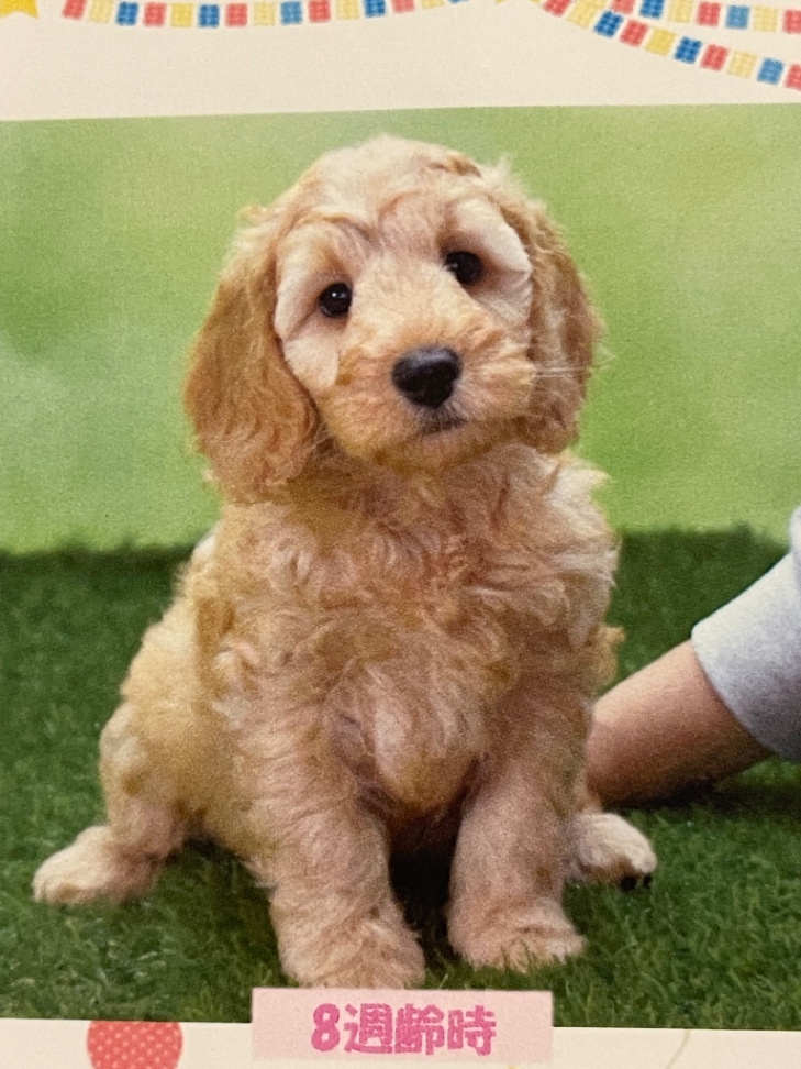 イブの子犬の頃