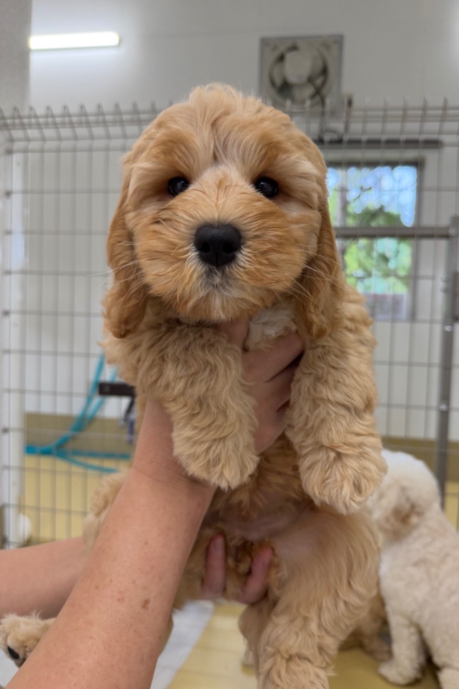 ココの子犬の頃