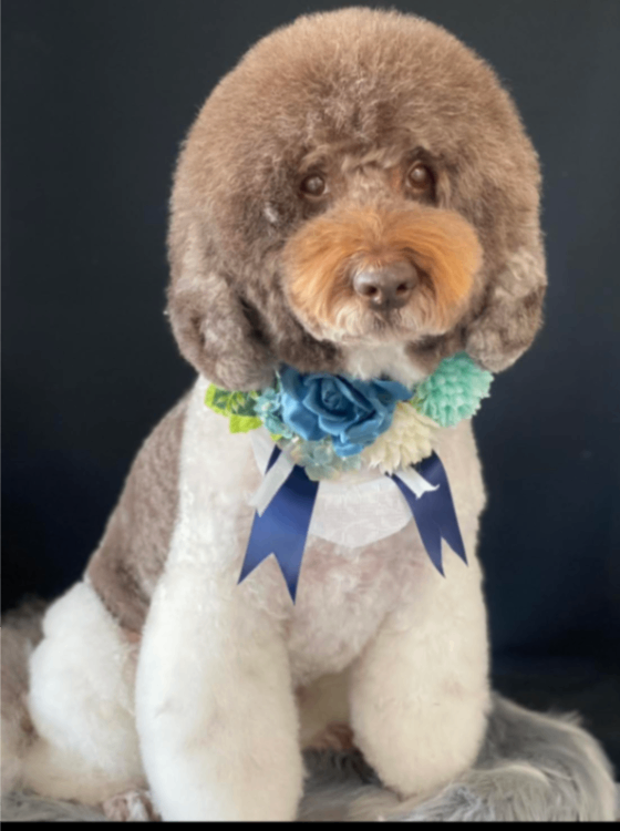 バナバスの写真