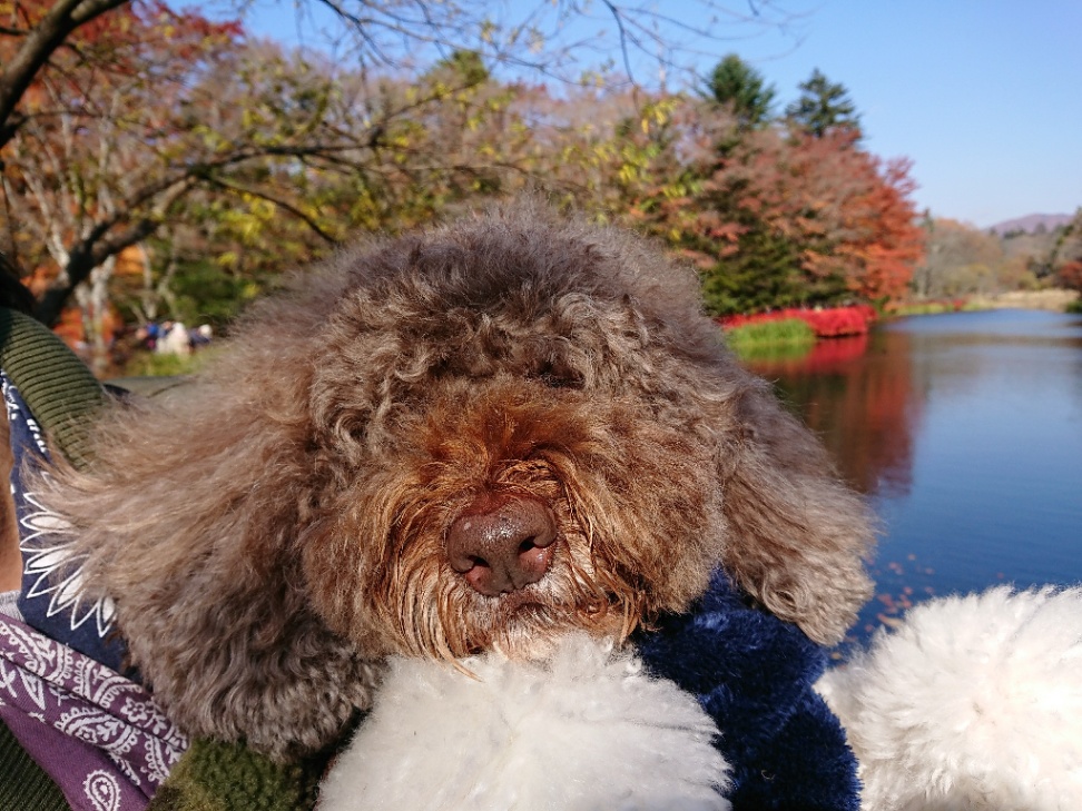 バナバスの子犬の頃