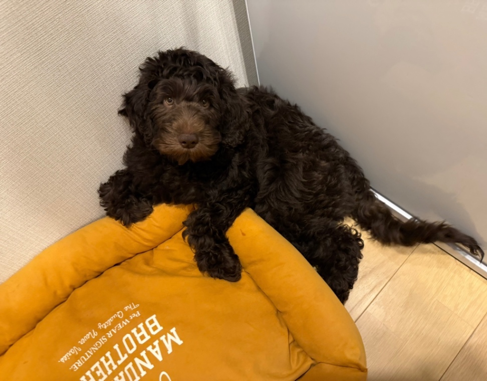 モエの子犬の頃