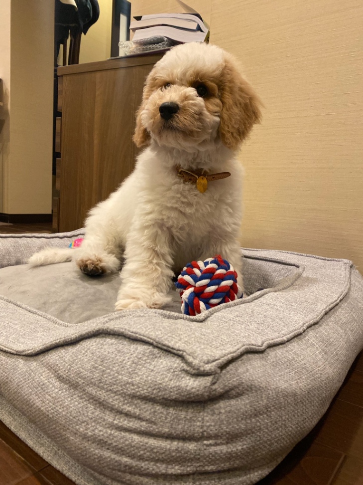 coccoの子犬の頃