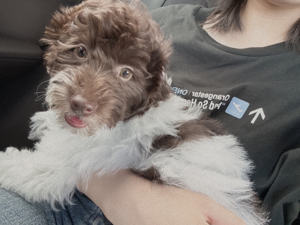 エマの子犬の頃