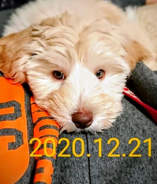 ポポの子犬の頃