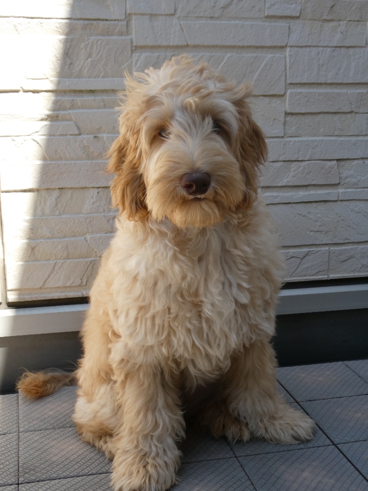 フクタンの写真