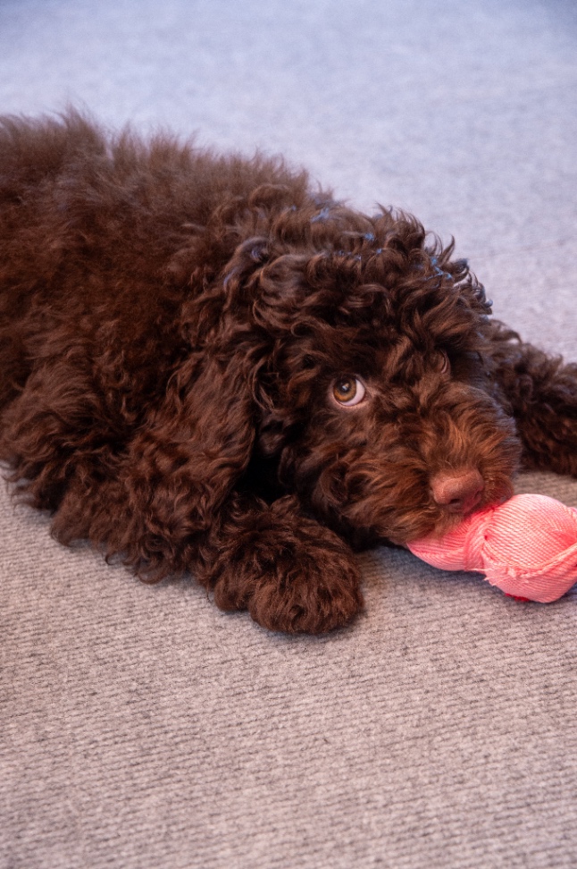 bardoの子犬の頃