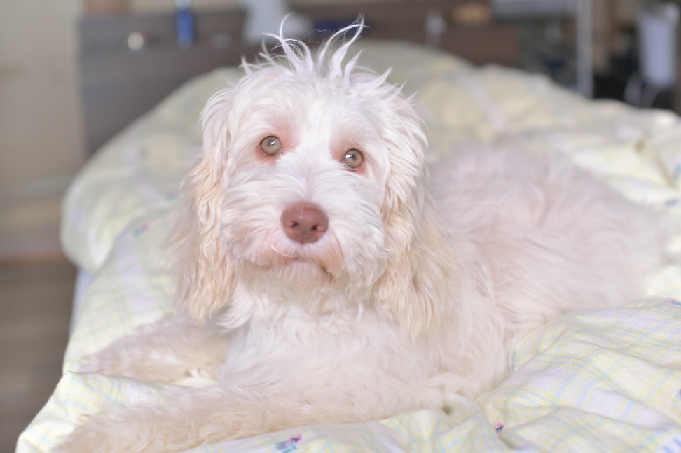 ウィニーの子犬の頃