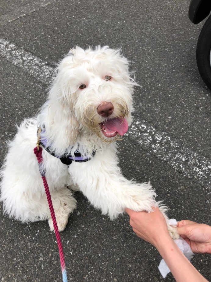 モナコの子犬の頃