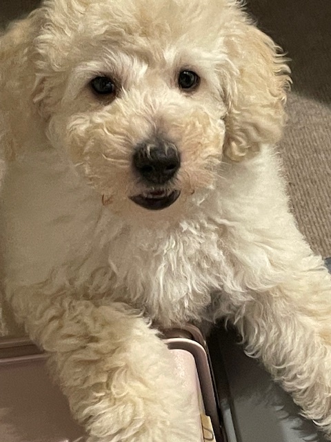 三岳（みたけ）の子犬の頃