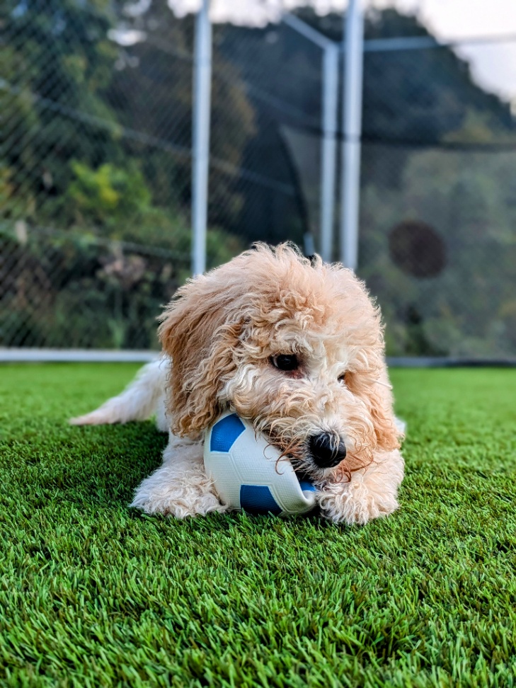 テオの子犬の頃
