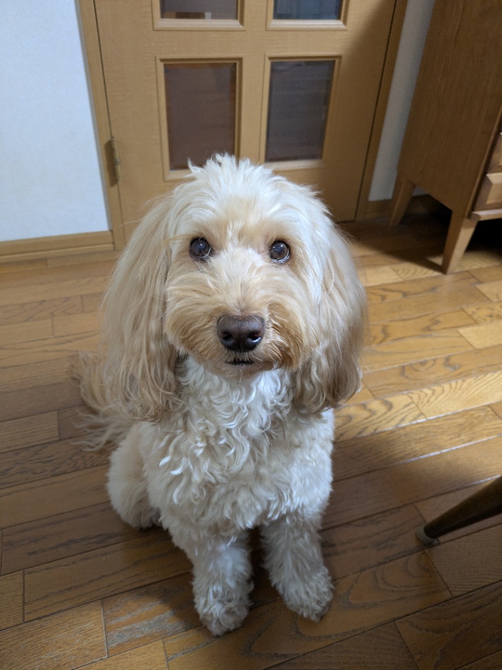 みるきーの写真