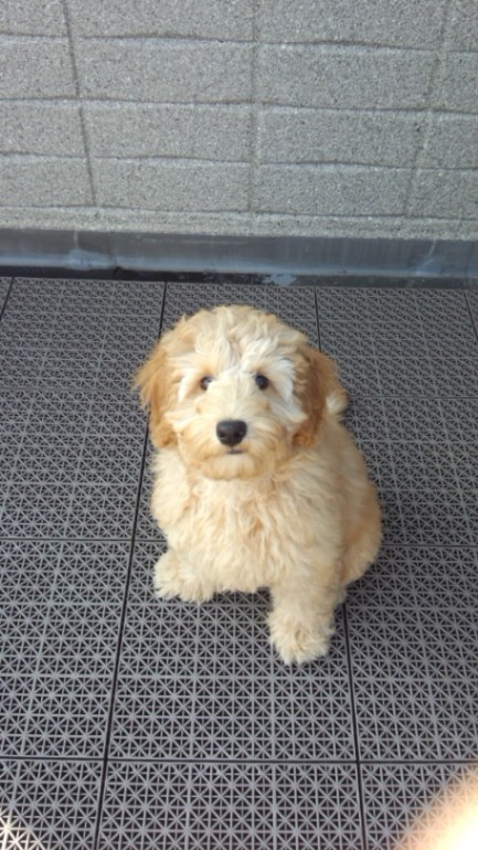 みるきーの子犬の頃