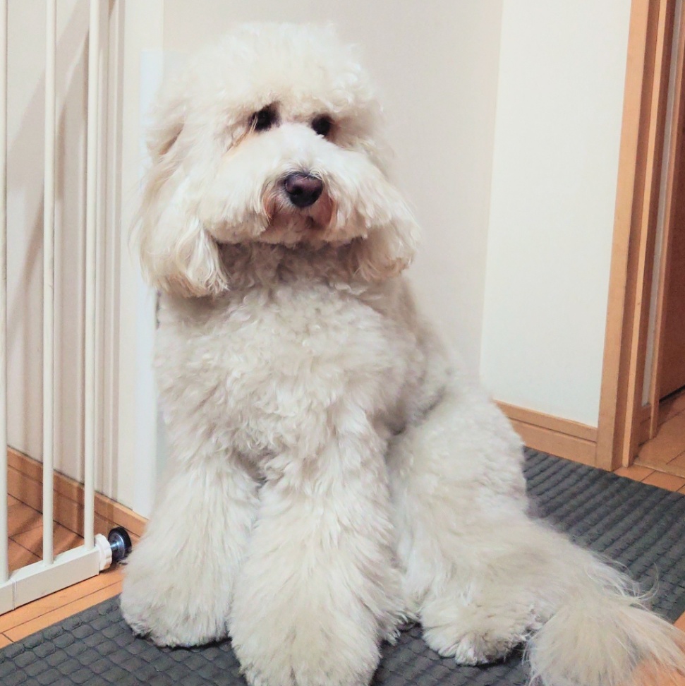 まある / Marlの写真