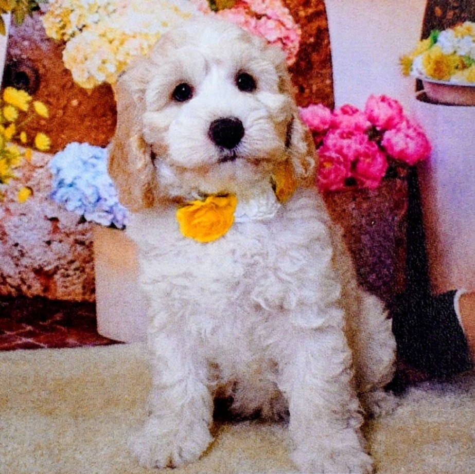 まある / Marlの子犬の頃