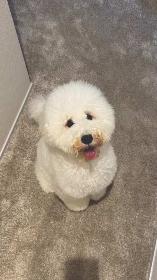ベルの写真