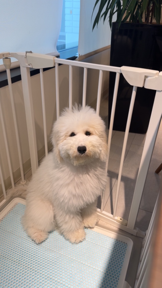 ベルの子犬の頃