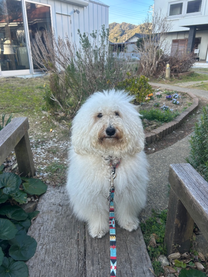 アッシュの写真