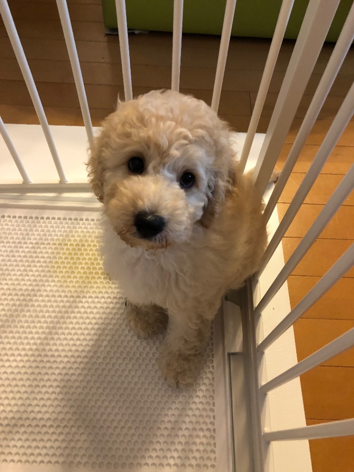 アッシュの子犬の頃