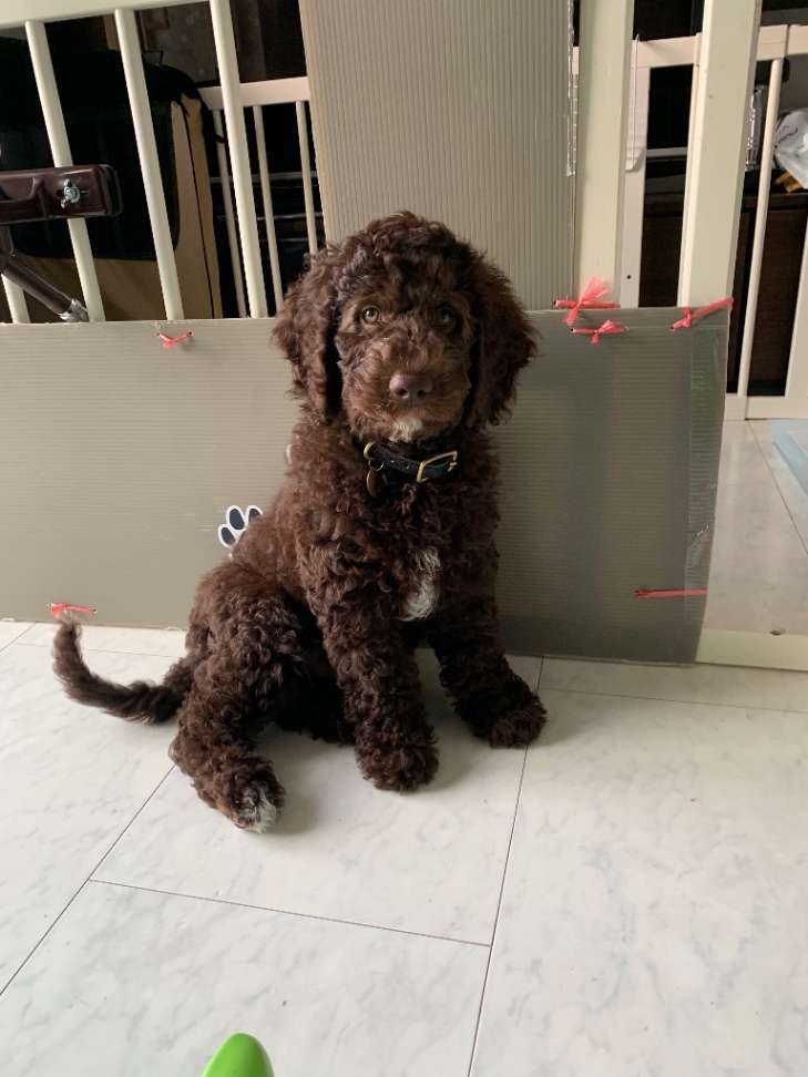 アロンの子犬の頃