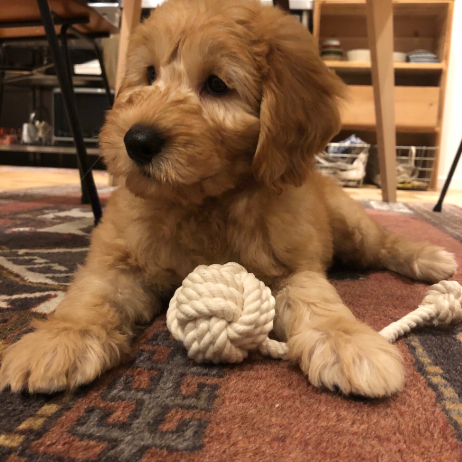 イートの子犬の頃