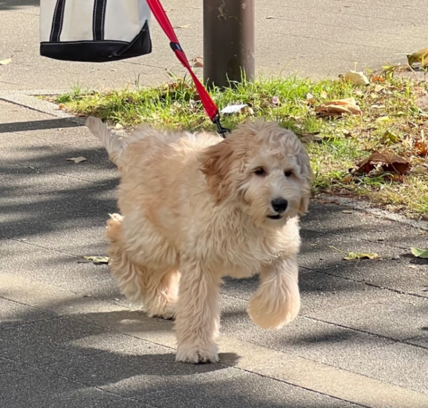 ホップの子犬の頃