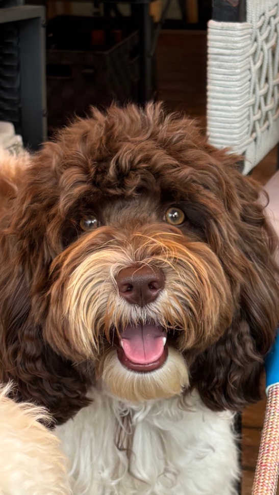 ラスターの写真