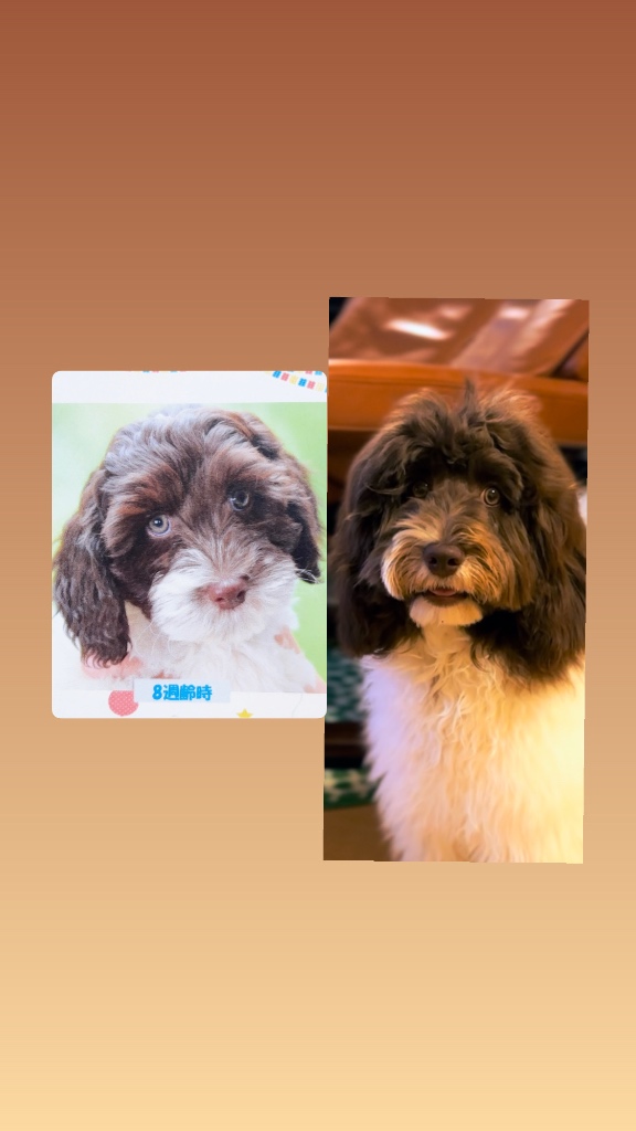 ラスターの子犬の頃