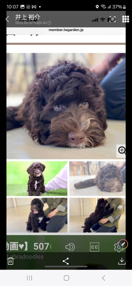 ラウの子犬の頃