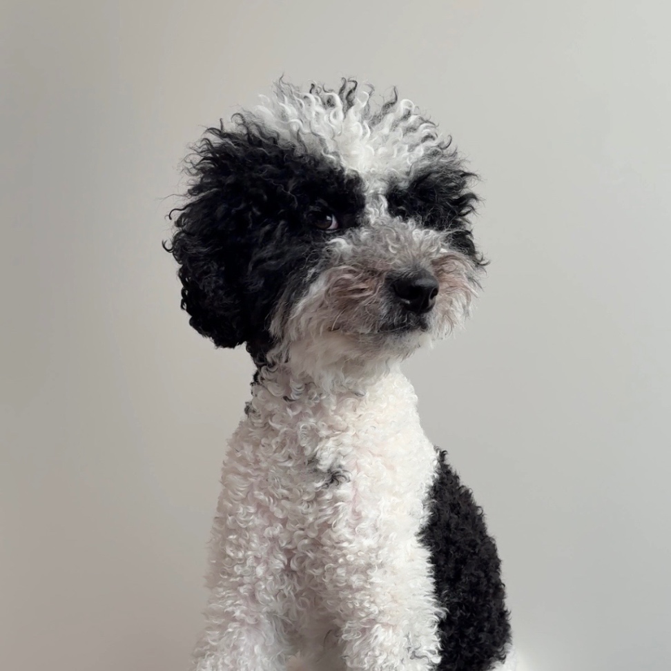 フォルテの写真