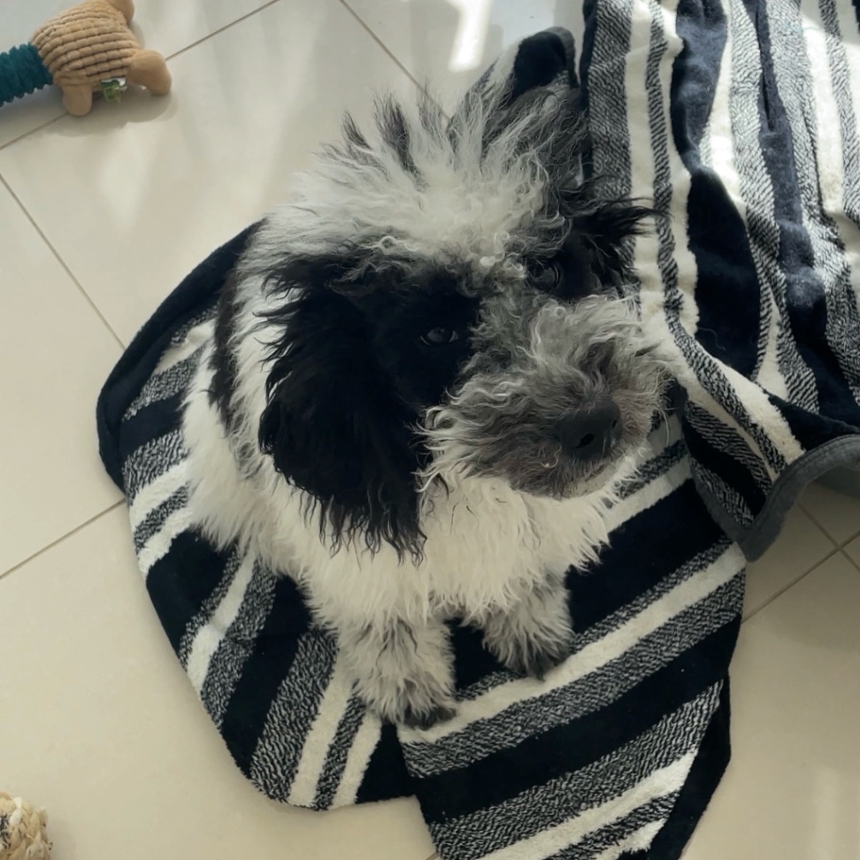 フォルテの子犬の頃