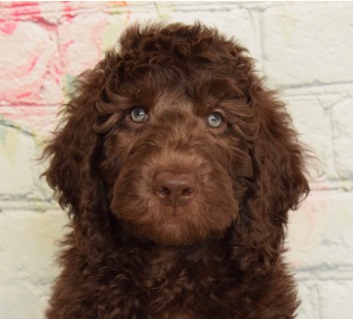 BRUNOの子犬の頃