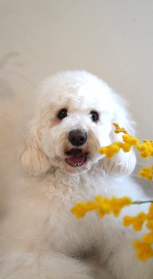 merci/メルシーの写真