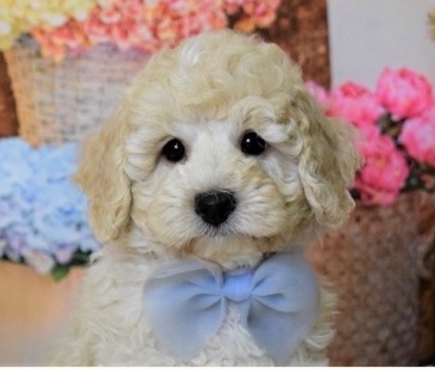 merci/メルシーの子犬の頃