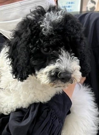 ラニの子犬の頃