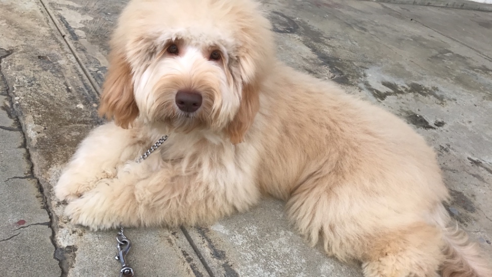 カーロの子犬の頃