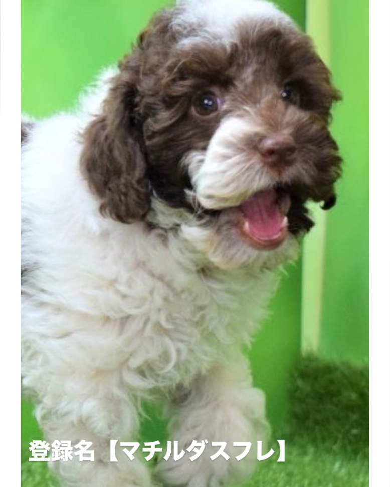 ニコの子犬の頃