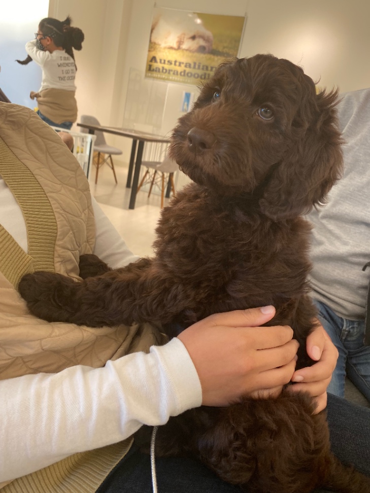 おじゃの子犬の頃