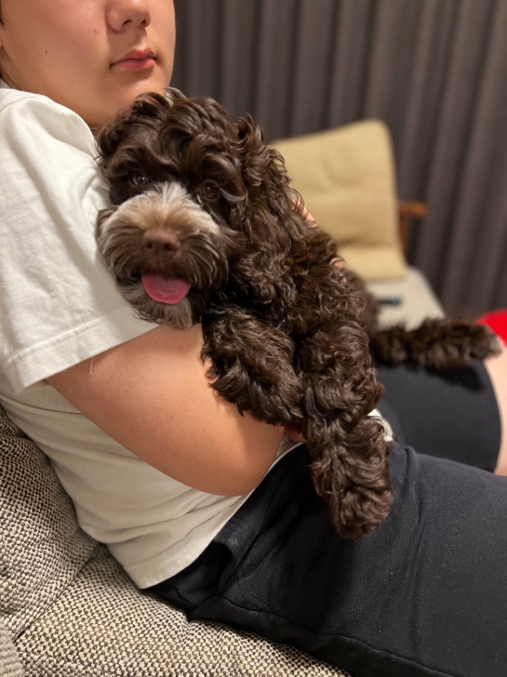 アズキの子犬の頃