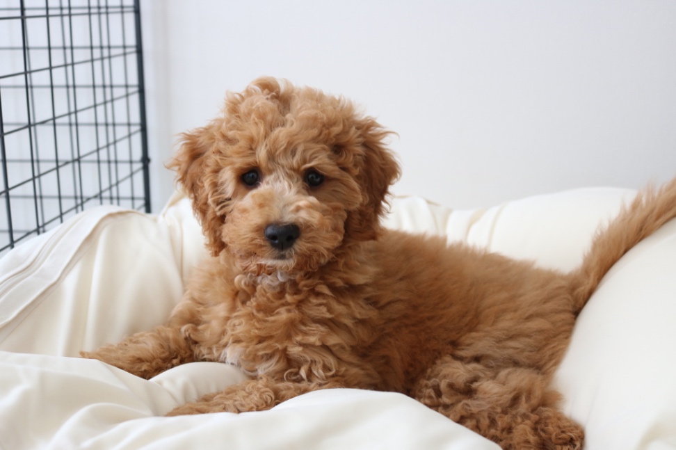 きなこの子犬の頃