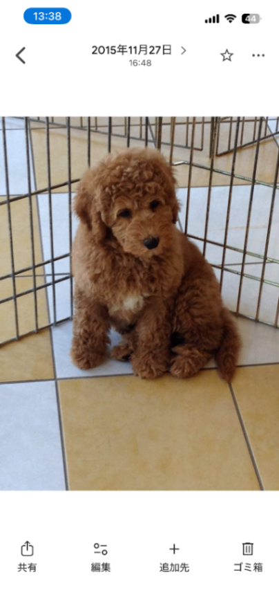 ライトの子犬の頃