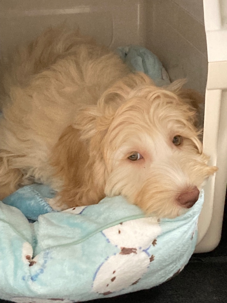 アデルの子犬の頃