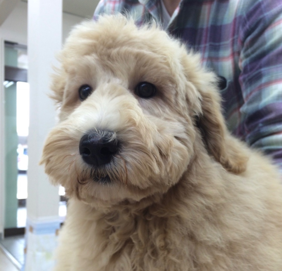 小夏の子犬の頃