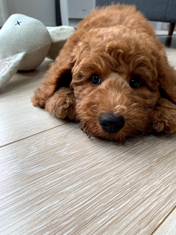 いくらの子犬の頃