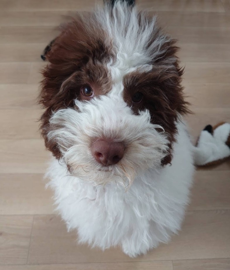 バル（bal）の子犬の頃