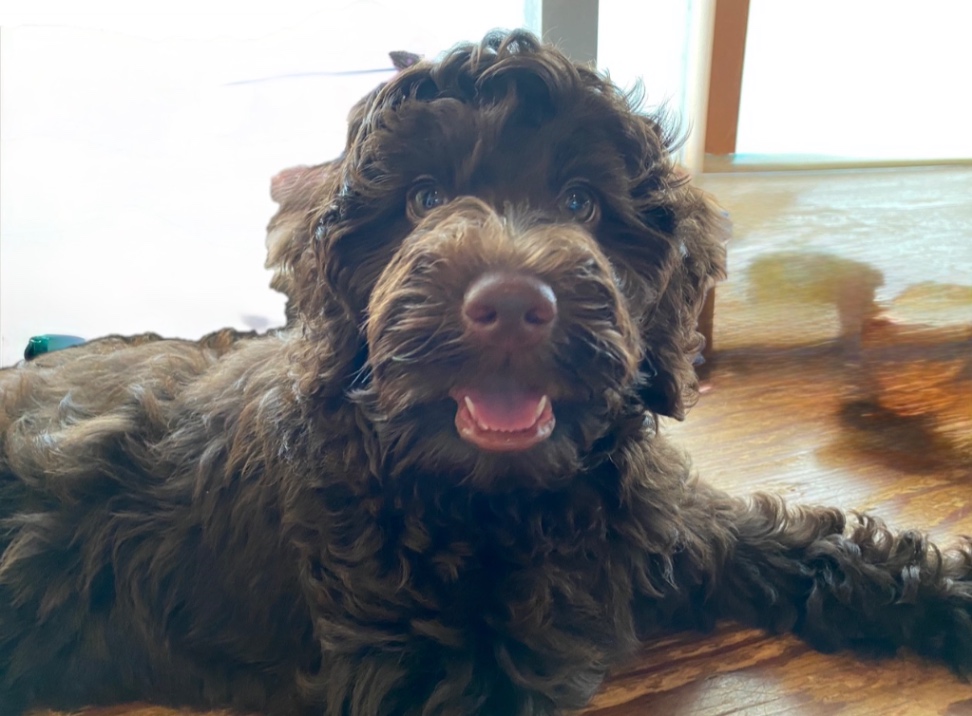 メイの子犬の頃