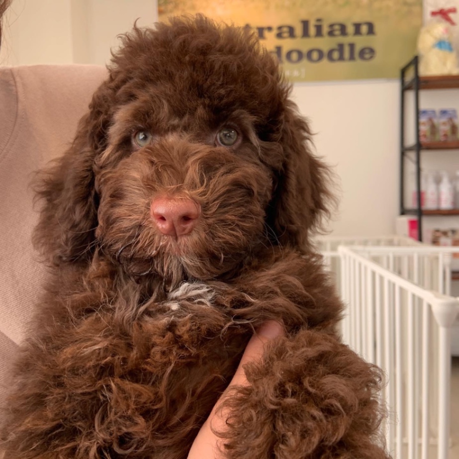 千寿郎の子犬の頃